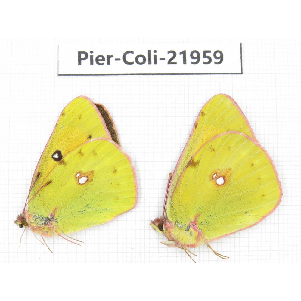 Colias fieldii ssp. China, Sichuan, Yajiang county. 2M. Pier-Coli-21959.