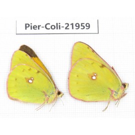 Colias fieldii ssp. China, Sichuan, Yajiang county. 2M. Pier-Coli-21959.