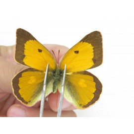 Colias fieldii ssp. China, Sichuan, Yajiang county. 2M. Pier-Coli-21959.