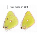 Colias fieldii ssp. China, Sichuan, Yajiang county. 2M. Pier-Coli-21960.