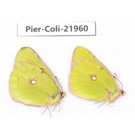 Colias fieldii ssp. China, Sichuan, Yajiang county. 2M. Pier-Coli-21960.