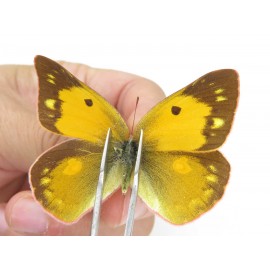 Colias fieldii ssp. China, Sichuan, Yajiang county. 2M. Pier-Coli-21960.