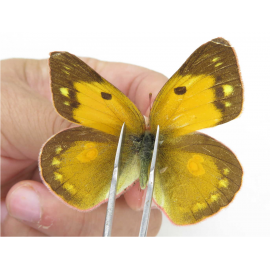 Colias fieldii ssp. China, Sichuan, Yajiang county. 2M. Pier-Coli-21960.