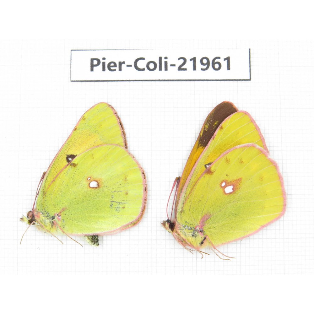 Colias fieldii ssp. China, Sichuan, Yajiang county. 2M. Pier-Coli-21961.