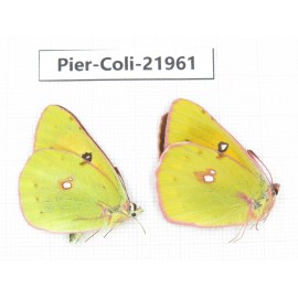 Colias fieldii ssp. China, Sichuan, Yajiang county. 2M. Pier-Coli-21961.