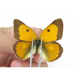 Colias fieldii ssp. China, Sichuan, Yajiang county. 2M. Pier-Coli-21961.