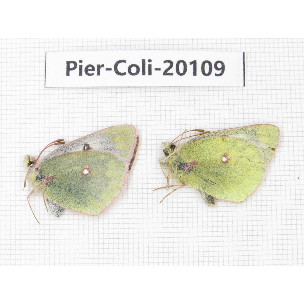 Colias montium ssp. China, Tibet, Linzhi area, Demula pass. 1P. Pier-Coli-20109.