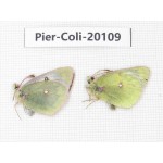 Colias montium ssp. China, Tibet, Linzhi area, Demula pass. 1P. Pier-Coli-20109.
