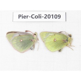 Colias montium ssp. China, Tibet, Linzhi area, Demula pass. 1P. Pier-Coli-20109.