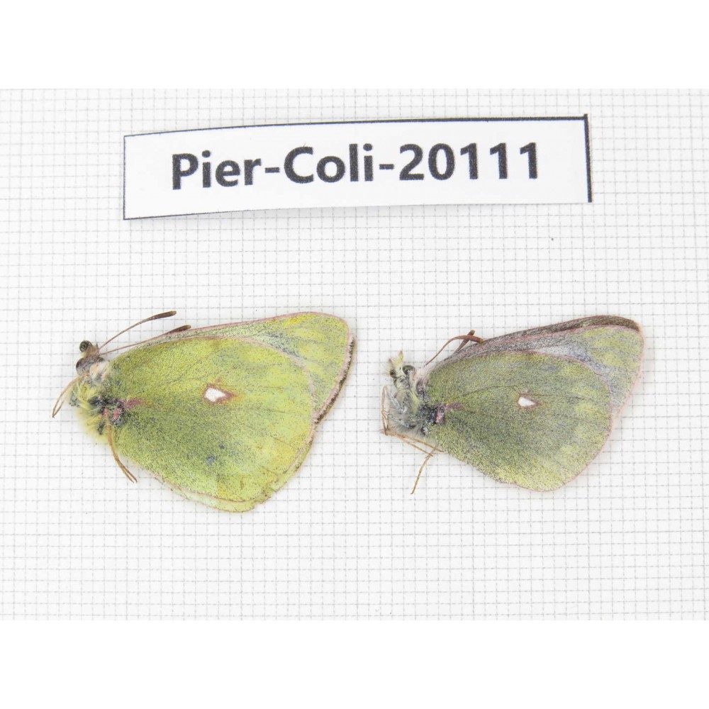 Colias montium ssp. China, Tibet, Linzhi area, Demula pass. 1P. Pier-Coli-20111.