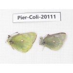 Colias montium ssp. China, Tibet, Linzhi area, Demula pass. 1P. Pier-Coli-20111.