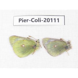 Colias montium ssp. China, Tibet, Linzhi area, Demula pass. 1P. Pier-Coli-20111.