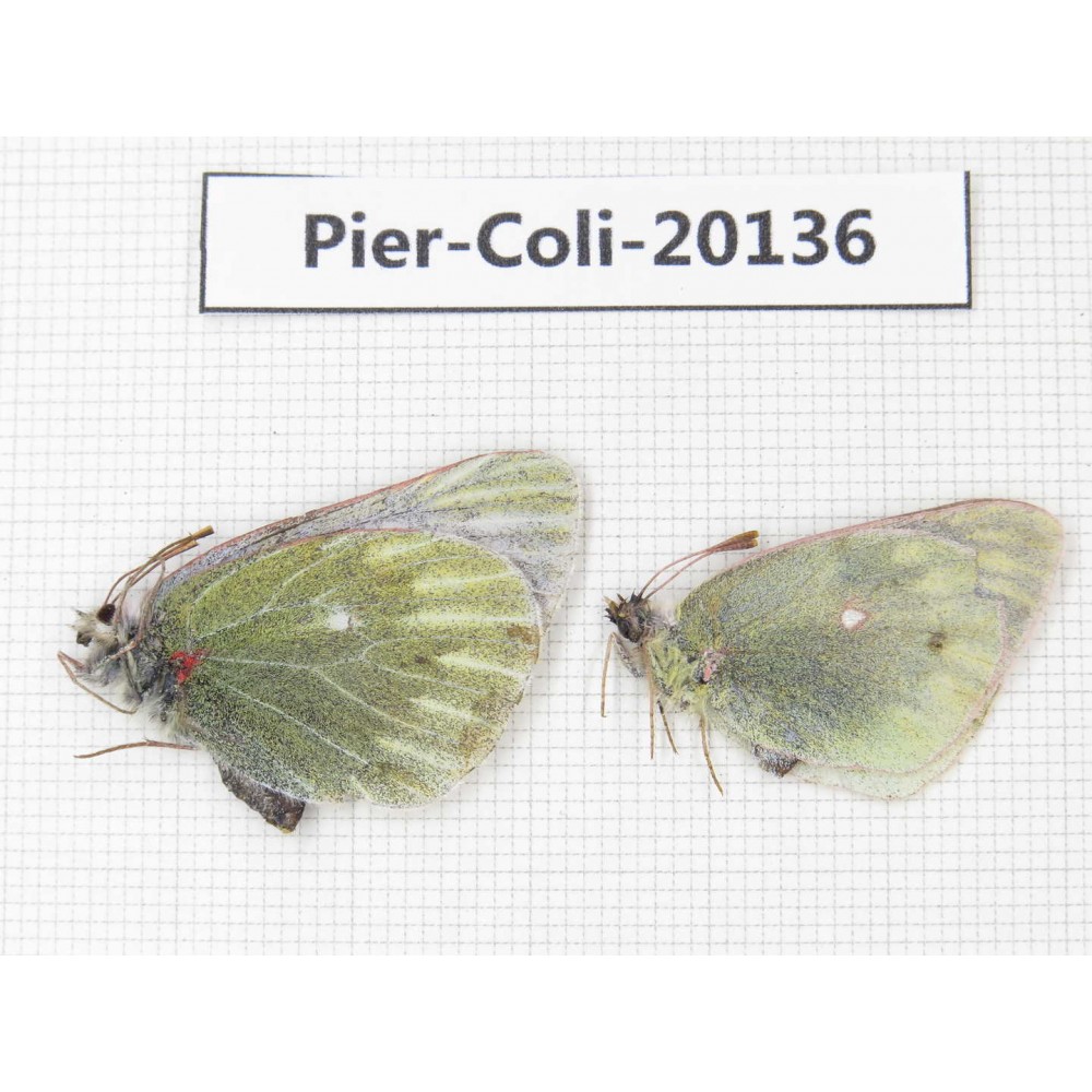 Colias montium ssp & Colias nebulosa karoensis. China, Tibet, Linzhi area, Demula pass. 2F. Pier-Coli-20136.