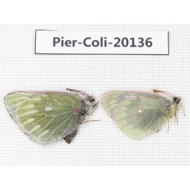 Colias montium ssp & Colias nebulosa karoensis. China, Tibet, Linzhi area, Demula pass. 2F. Pier-Coli-20136.