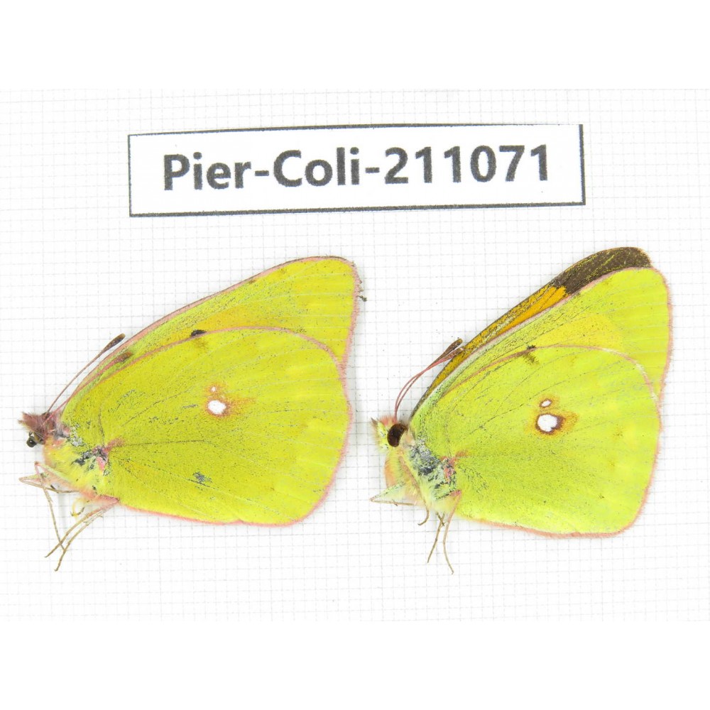 Colias sp. China, Tibet, Linzhi, Bomi county. 1P. Pier-Coli-211071.