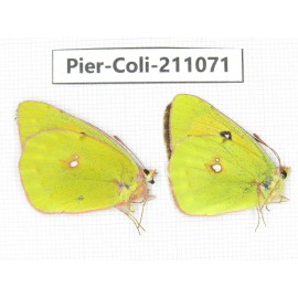 Colias sp. China, Tibet, Linzhi, Bomi county. 1P. Pier-Coli-211071.