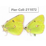 Colias sp. China, Tibet, Linzhi, Bomi county. 1P. Pier-Coli-211072.