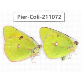 Colias sp. China, Tibet, Linzhi, Bomi county. 1P. Pier-Coli-211072.