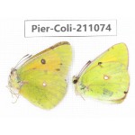 Colias sp. China, Tibet, Linzhi, Bomi county. 2M. Pier-Coli-211074.