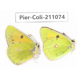 Colias sp. China, Tibet, Linzhi, Bomi county. 2M. Pier-Coli-211074.