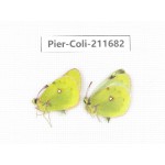 Colias montium ssp. China, Tibet, Qamdo, Mt.Zonglashan. 2M. Pier-Coli-211682.