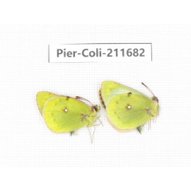 Colias montium ssp. China, Tibet, Qamdo, Mt.Zonglashan. 2M. Pier-Coli-211682.