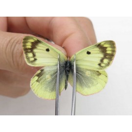 Colias montium ssp. China, Tibet, Qamdo, Mt.Zonglashan. 2M. Pier-Coli-211682.