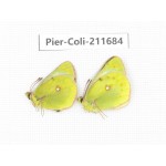 Colias montium ssp. China, Tibet, Qamdo, Mt.Zonglashan. 2M. Pier-Coli-211684.