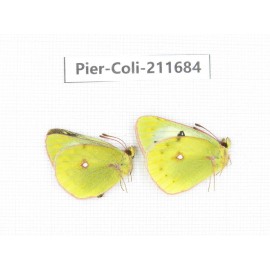 Colias montium ssp. China, Tibet, Qamdo, Mt.Zonglashan. 2M. Pier-Coli-211684.