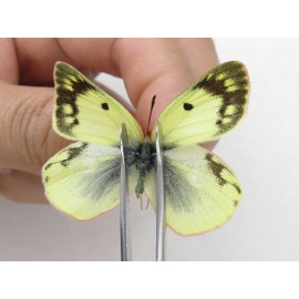 Colias montium ssp. China, Tibet, Qamdo, Mt.Zonglashan. 2M. Pier-Coli-211684.