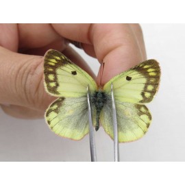 Colias montium ssp. China, Tibet, Qamdo, Mt.Zonglashan. 2M. Pier-Coli-211684.