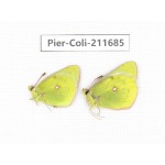 Colias montium ssp. China, Tibet, Qamdo, Mt.Zonglashan. 2M. Pier-Coli-211685.