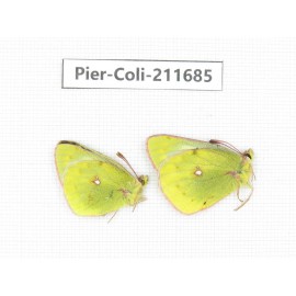Colias montium ssp. China, Tibet, Qamdo, Mt.Zonglashan. 2M. Pier-Coli-211685.