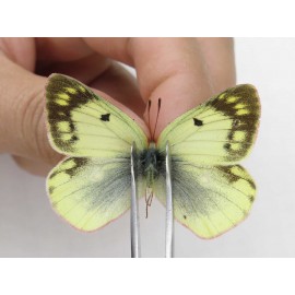 Colias montium ssp. China, Tibet, Qamdo, Mt.Zonglashan. 2M. Pier-Coli-211685.