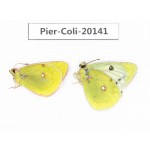 Colias montium ssp. China, Tibet,Qamdo area, N of Qamdo town. 2M. Pier-Coli-20141.