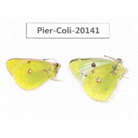 Colias montium ssp. China, Tibet,Qamdo area, N of Qamdo town. 2M. Pier-Coli-20141.