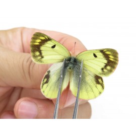 Colias montium ssp. China, Tibet,Qamdo area, N of Qamdo town. 2M. Pier-Coli-20141.