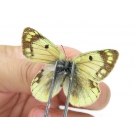 Colias montium ssp. China, Tibet,Qamdo area, N of Qamdo town. 2M. Pier-Coli-20141.