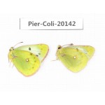 Colias montium ssp. China, Tibet,Qamdo area, N of Qamdo town. 2M. Pier-Coli-20142.