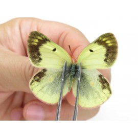 Colias montium ssp. China, Tibet,Qamdo area, N of Qamdo town. 2M. Pier-Coli-20142.