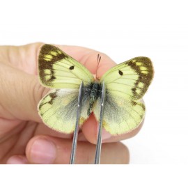 Colias montium ssp. China, Tibet,Qamdo area, N of Qamdo town. 2M. Pier-Coli-20142.