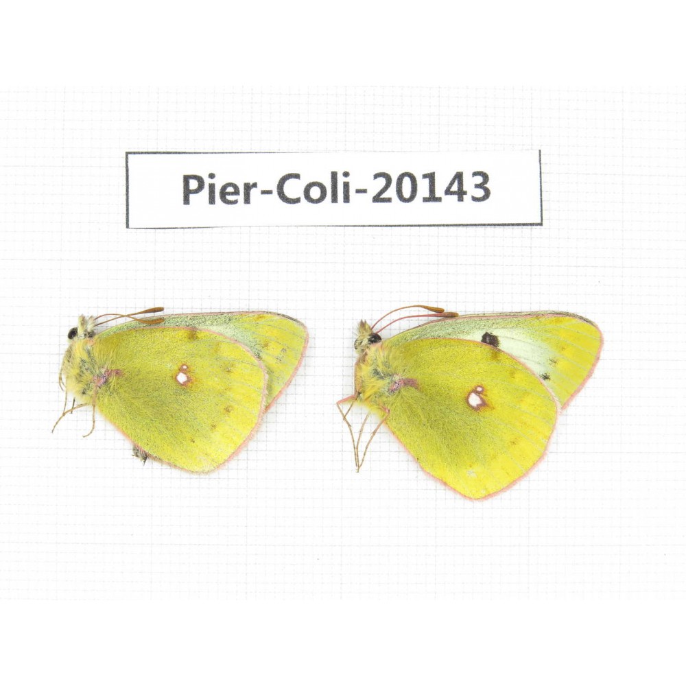 Colias montium ssp. China, Tibet,Qamdo area, N of Qamdo town. 2M. Pier-Coli-20143.