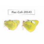 Colias montium ssp. China, Tibet,Qamdo area, N of Qamdo town. 2M. Pier-Coli-20143.