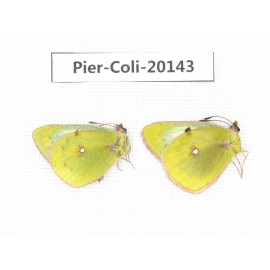 Colias montium ssp. China, Tibet,Qamdo area, N of Qamdo town. 2M. Pier-Coli-20143.