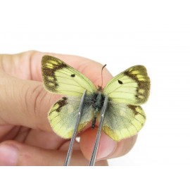 Colias montium ssp. China, Tibet,Qamdo area, N of Qamdo town. 2M. Pier-Coli-20143.