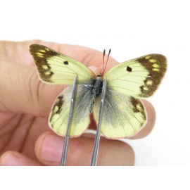 Colias montium ssp. China, Tibet,Qamdo area, N of Qamdo town. 2M. Pier-Coli-20143.