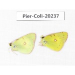 Colias erate erate. China, Xinjiang, Tacheng, Mt.Taerhabataishan. 2M. Pier-Coli-20237.