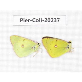 Colias erate erate. China, Xinjiang, Tacheng, Mt.Taerhabataishan. 2M. Pier-Coli-20237.