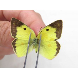 Colias erate erate. China, Xinjiang, Tacheng, Mt.Taerhabataishan. 2M. Pier-Coli-20237.