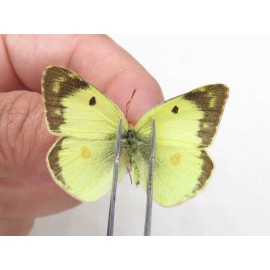 Colias erate erate. China, Xinjiang, Tacheng, Mt.Taerhabataishan. 2M. Pier-Coli-20237.